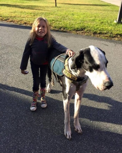 Пес допоміг хворій дівчинці встати на ноги і навчитися ходити
