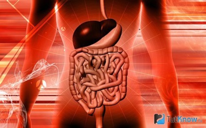 Digestia și rolul ei în viața organismului