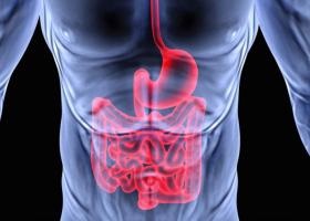 Digestia și rolul ei în viața organismului