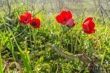 Platoul platoului lassithi (platoul lassithi) - un loc despre criita