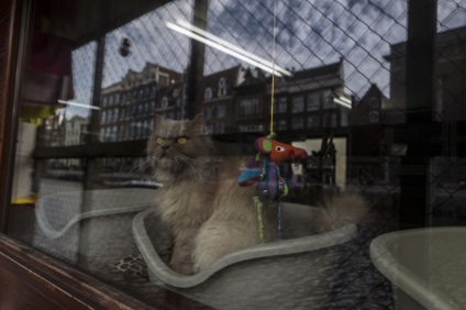 Suprafață pisică plutitoare în Amsterdam