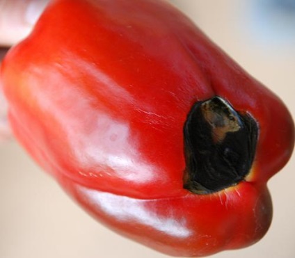 De ce paprika putreaza pe burta din sera ce sa faca cu putregaiul, putrezirea fructelor dulci