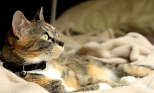 Miért macskáknak nem adható íj - Szfinx krysik