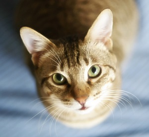 Miért macskáknak nem adható íj - Szfinx krysik