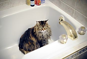 Чому кішки не люблять воду - як спокутувати, помити кішку