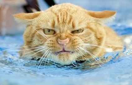 Miért macskák nem szeretik a vizet - például fürdés, mosás a macska