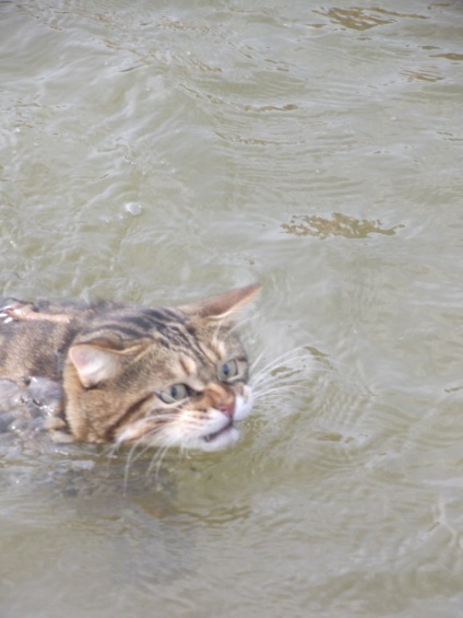 Miért macskák nem szeretik a vizet - például fürdés, mosás a macska