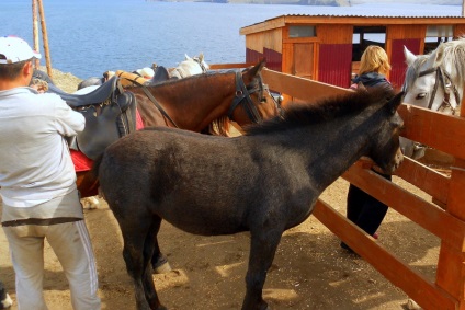 Miért nem tudja megközelíteni a ló vissza, lovas turizmus Bajkál