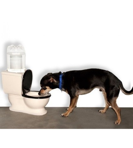 Чому собаки п'ють воду з унітазу, навіть якщо їх миска наповнена водою