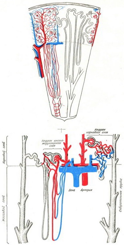 Ren (ren), anatomie și fiziologie a sistemului genito-urinar, urologie