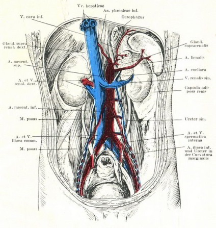 Ren (ren), anatomie și fiziologie a sistemului genito-urinar, urologie