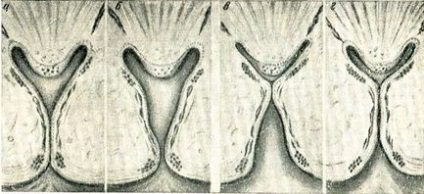 Ren (ren), anatomie și fiziologie a sistemului genito-urinar, urologie