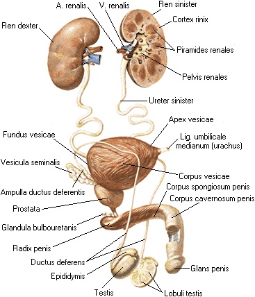 Rinichi - tratamentul rinichilor, simptome ale bolii renale - clinica 