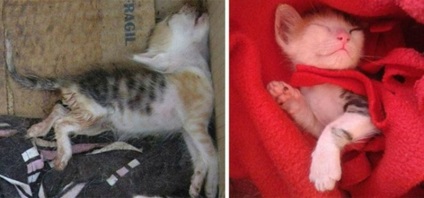 Підбірка фотографій покинутих кошенят і те, якими вони стали у нових господарів