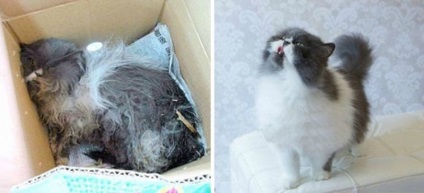Підбірка фотографій покинутих кошенят і те, якими вони стали у нових господарів