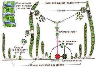 Sub-regatul plantelor inferioare (alge) lumea plantelor (plantelor) școală virtuală a lui Bacchus