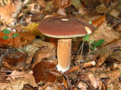 Польський гриб, він же моховик каштановий, він же панський гриб