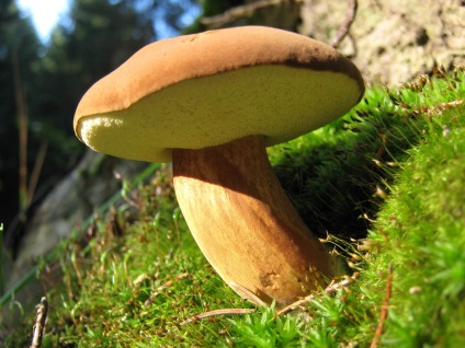 Польський гриб, він же моховик каштановий, він же панський гриб