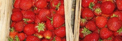 Beneficiile și răul de căpșuni, cum să alegeți cum să depozitați, contraindicații