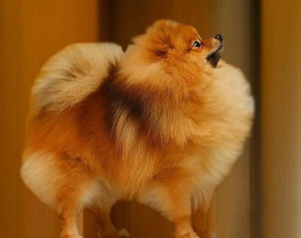 Pomeranian - ceea ce este, animal sau plante