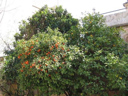 Keserű narancs - azaz, egy állat vagy növény