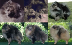 Pomeranian pomeranian de istorie a rasei cu fotografii și clipuri video