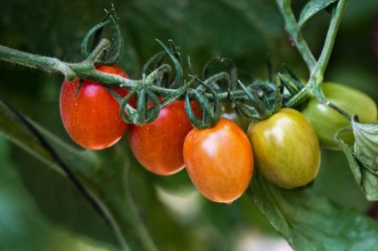 Descriere arici de tomate de grad
