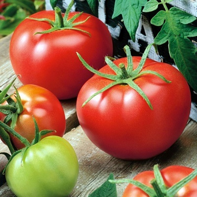 Tomate de momeli f1 - semințe - roșii - legume - semințe și puieți prin poștă din grădini npo din Rusia (grădină și