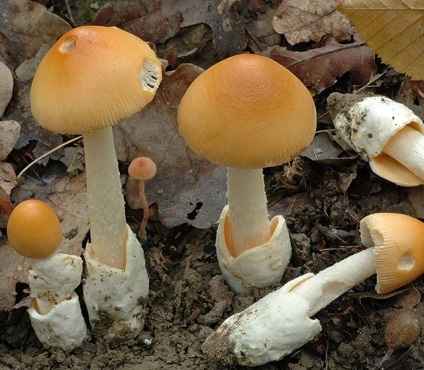 Поплавок шафрановий (amanita crocea)