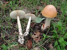 Поплавок шафрановий (amanita crocea)