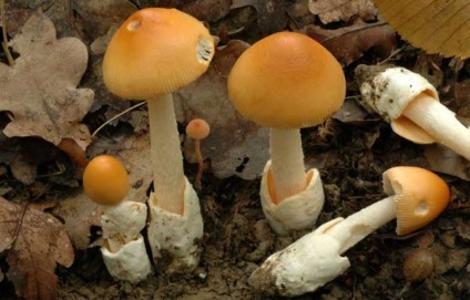 Поплавок шафрановий опис гриба, місця поширення