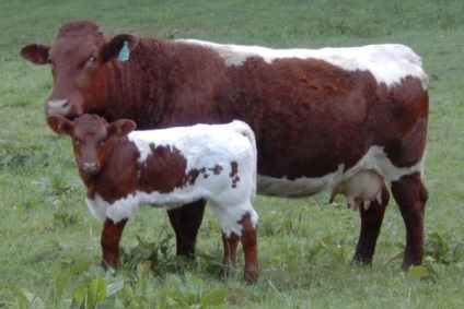 Rasă de vaci și bovine