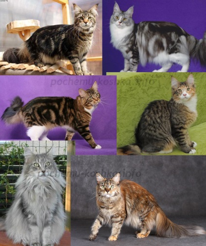 Maine Coon Coon - culori, aspect, selecție de pisici