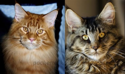 Maine Coon Coon - culori, aspect, selecție de pisici