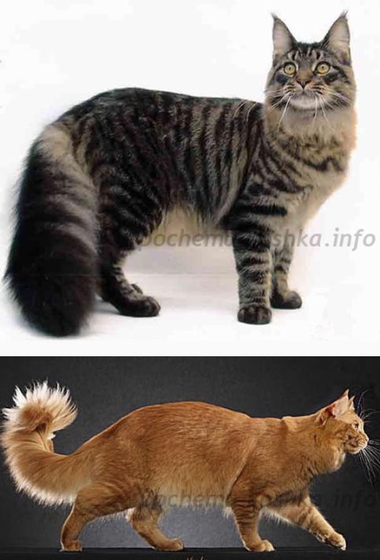 Порода кішок мейн кун - забарвлення, зовнішній вигляд, вибір кошеня