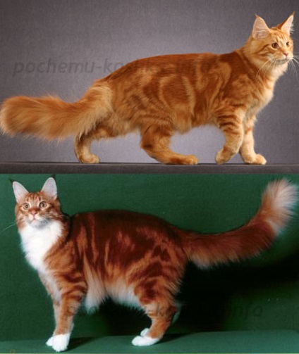 Maine Coon Coon - culori, aspect, selecție de pisici