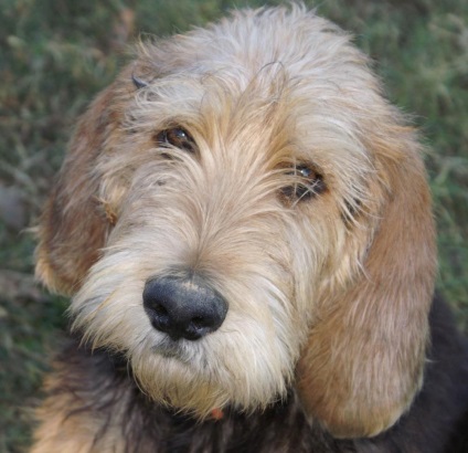 Rasă de câini - otterhound (câine vidră)