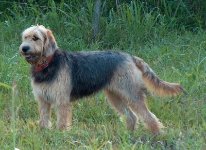 Rasă de câini - otterhound (câine vidră)