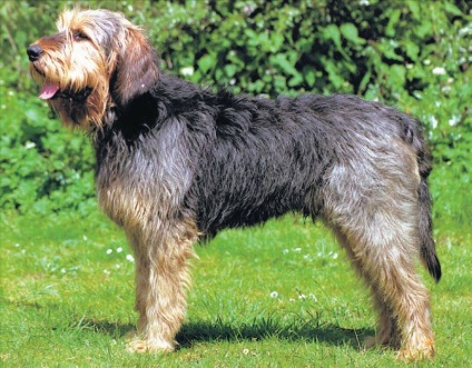 Rasă de câini - otterhound (câine vidră)