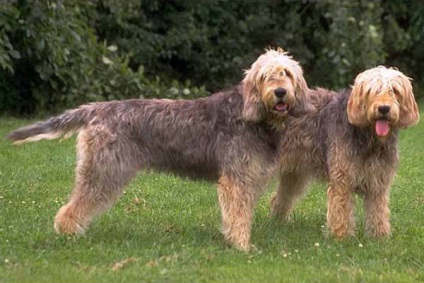 Rasă de câini - otterhound (câine vidră)