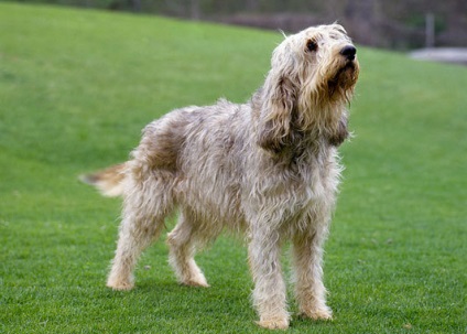 Rasă de câini - otterhound (câine vidră)