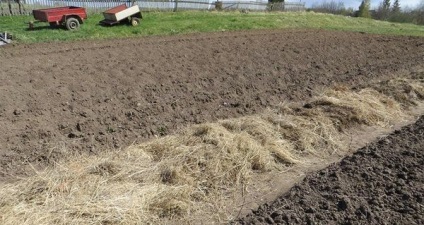 Посадка картоплі по-голландськи технологія вирощування, схема посадки