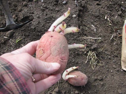 Plantarea cartofilor cu tuberculi tăiați