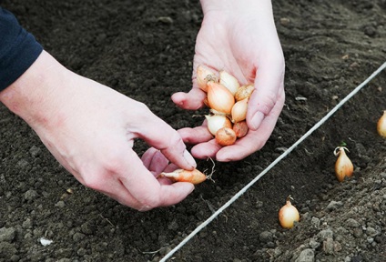 Ültetés hagymát tavasszal a fejét az optimális idő, talaj-előkészítés és feldolgozása Seva