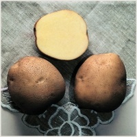 Пізні сорти картоплі (картоплі)