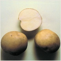 Пізні сорти картоплі (картоплі)