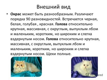 Презентація на тему перські кішки виконала учениця 2 - б - класу Федорова екатерина перевірила