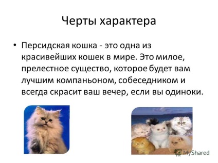 Презентація на тему перські кішки виконала учениця 2 - б - класу Федорова екатерина перевірила