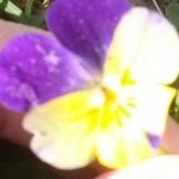 Cu alergii, ochi furiosi (alergii) Cu alergii, ochii se înfurie