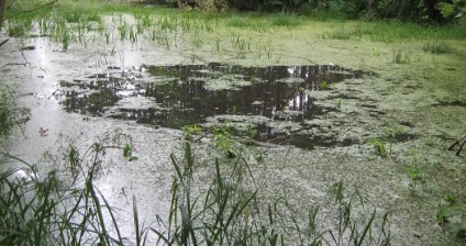 Причини заростання водойм і способи боротьби з цим